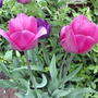 2008-05-07_001