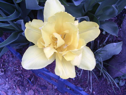 Double yellow tulip (Tulipa)
