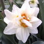 Double daffodil (Narcissus Acropolis)