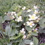 Fragaria vesca (Alpine Strawberry)