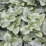 Lemon balm is coming up ( Everywhere!! Eek!) (Melissa officinalis (Lemon balm))