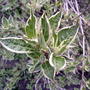 Weigela florida 'Variegata'