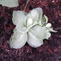 Sedum 'Herbstfreude'