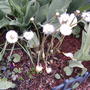 Coltsfoot (Tussilago farfara (Ass Foot))