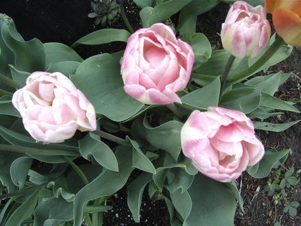 Double pink & white tulips (Tulipa 'Angelique')