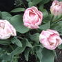 2008-05-07_double_pink_tulips