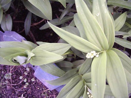 False Solomon's Seal (Smilacina stellata)