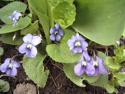 More wood violets (viola papilionacea)