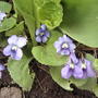 2008-05-07_wood_violets