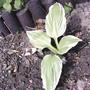 Hosta fortunei 'Albo-marginata'