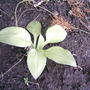 Hosta 'Gold standard' (Hosta 'Gold Standard')