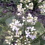 Syringa vulgaris (Common lilac)