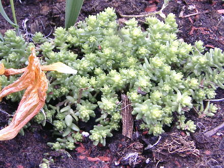 Golden stonecrop planted in rock garden (Sedum acre 'Aureum')