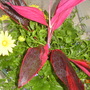 trying to find the name of the pink leaf plant