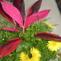A garden flower photo