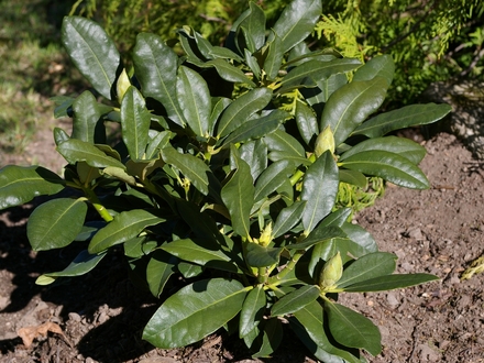 A garden flower photo