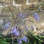 Wisteria sinensis