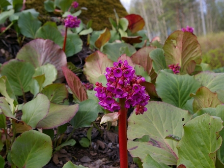 Its flowering (Bergenia cordifolia (Elephant's ears))