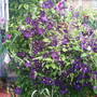 Garden_pics_2007_071