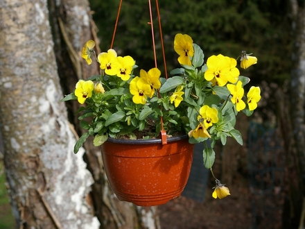 Yellow pansy in hanging basket on washing line (Viola tricolor)