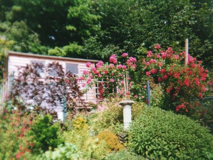 My previous garden.