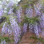 Wisteria_domine