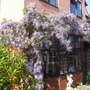 Wisteria Floribunda. (Wisteria Floribunda)
