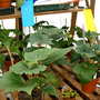 2007_in_the_greenhouse_001