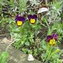 Violas - May 2008