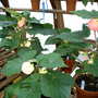 2007_in_the_greenhouse_002