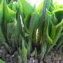 Hosta Fortunei (Hosta fortunei (Plantain lily))