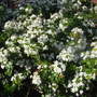 Choisya Ternata. (Choisya ternata (Mexican orange blossom))