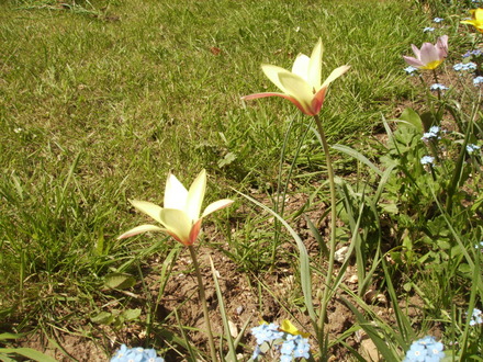 Lily-Flowered Tulip 05.08 (Tulipa - Lily flowered)