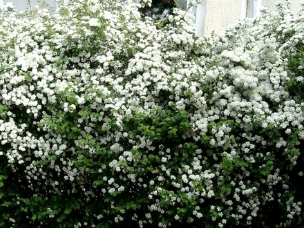 Spirea hedge (Spirea Japonica, Spirea Arguta and Spirea Nipponica hdge)
