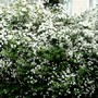 Spirea Japonica, Spirea Arguta and Spirea Nipponica hdge