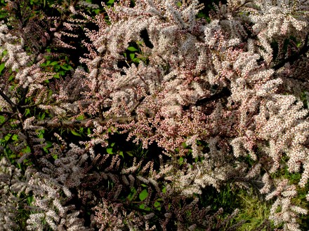Tamarisk (Tamarix tetranda)