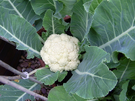 Cauliflower