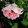 Peony tree (Paeonia suffruticosa (Moutan))