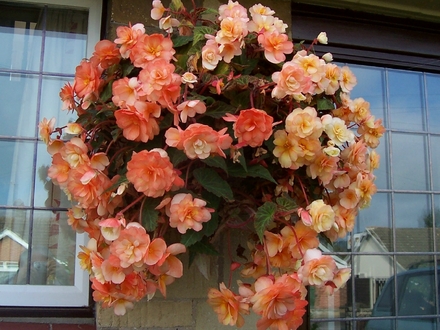 Basket begonia named Champagne.