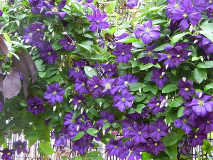 Clematis viticella, Etoile Violette (Clematis viticella)