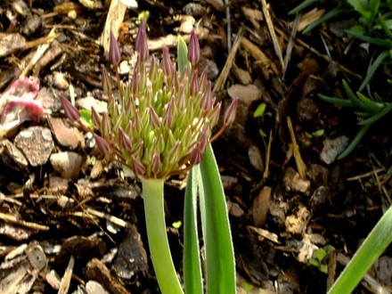My big alliums are on the way. (Allium albopilosum)