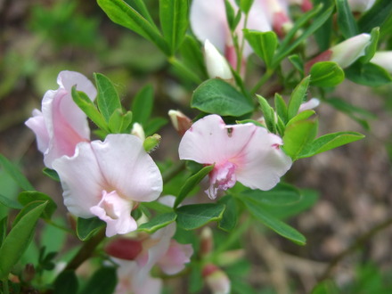 Chamaecytisus purpureus (Chamaecytisus purpureus)