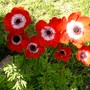 My red anemones are all facing the sun (Anemone de Caen)