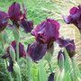 Clump_of_irises