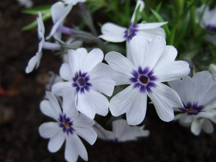 Phlox subulata 'Bavaria' (Phlox subulata (Moss Phlox))
