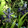 Camassia. This is the first time I have grown these bulbs. (Camassia esculenta)