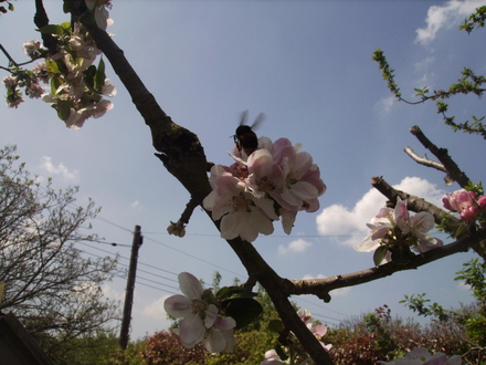 Bee on Bramley [?] Apple Blossom 07.05.08 (Malus domestica (Vistabile))