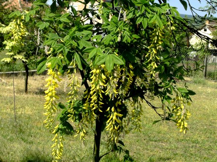 Our young Laburnum tree has its first blossom. (Laburnum anagyroides (Common Goldenchain))