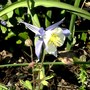 Aquilegia grown from seed last year are just beginning to flower. (Aquilegia caerulia)