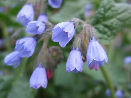 Symphytum caucasicum (Symphytum caucasicum)